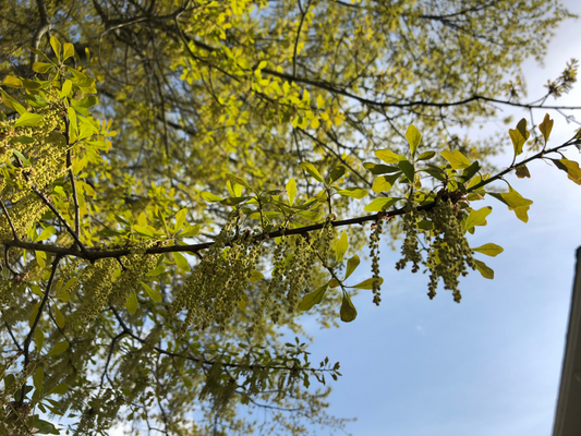 Natural Ways to Breathe Easier This Season